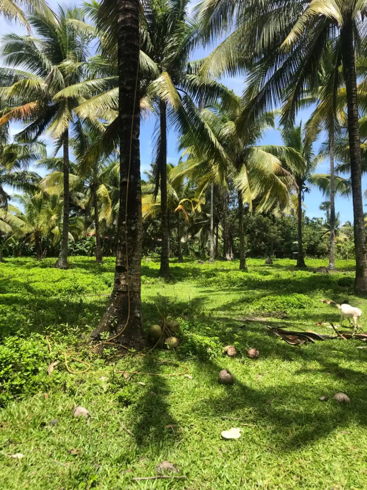 LOT 520 for Sale - photo 3