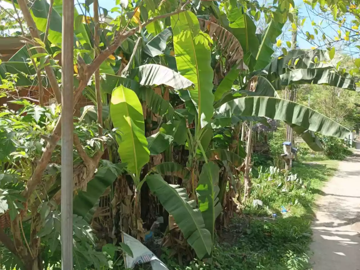 Prime Lot for Sale – Ready for Development - photo 6