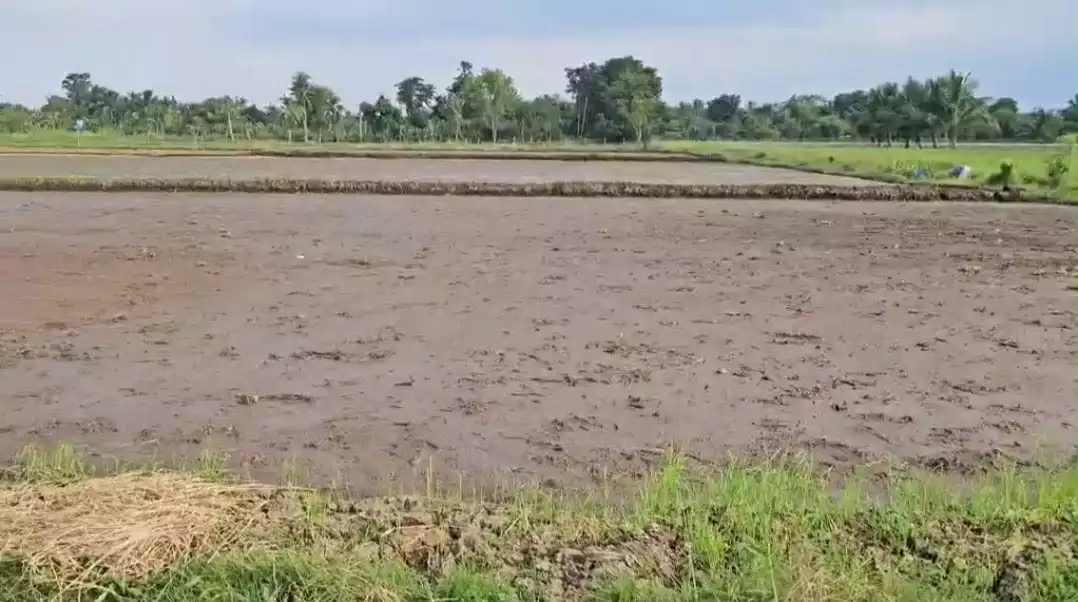 Agricultural Land Irrigated Rice Fields in Calinan, Davao City Davao Region for Sale - photo 5