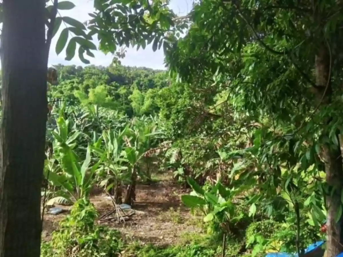 Agricultural Lot in Toledo - photo 2