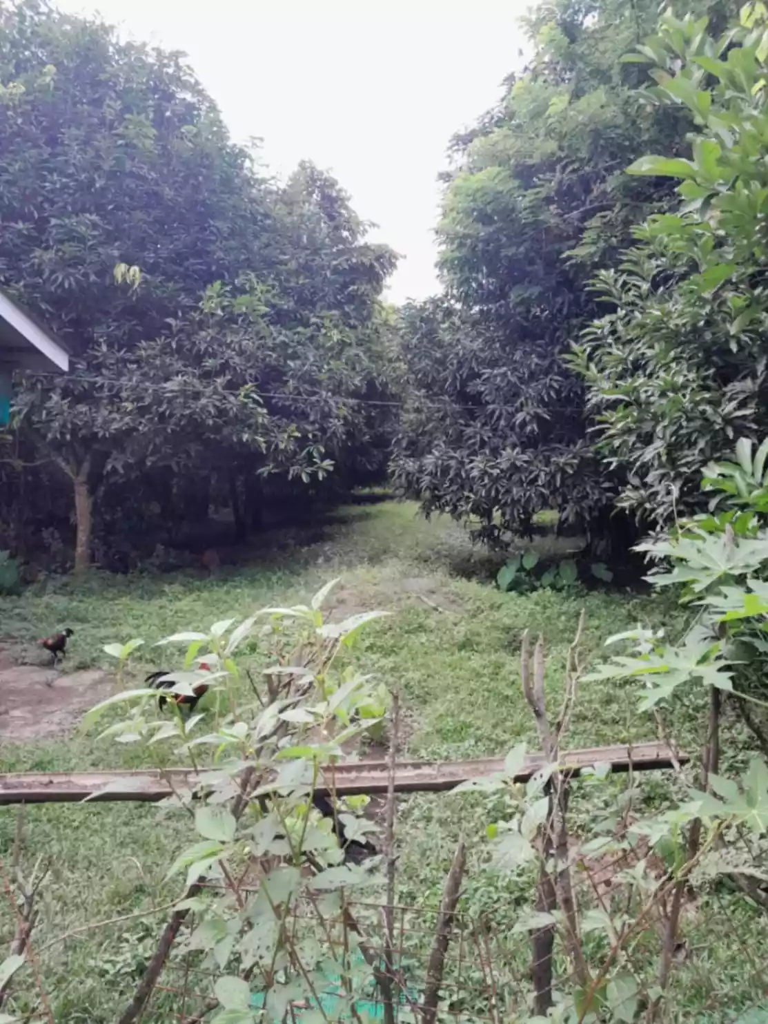 AMAZING BATANGAS FARM LOT WITH FRUIT BEARING TREES FOR SALE - photo 3