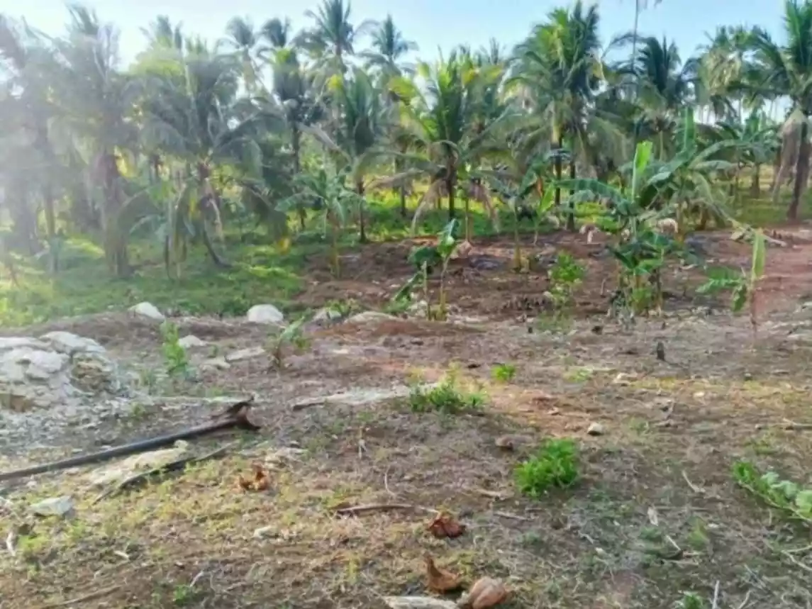 Perfect Farm Lot in Quezon, Palawan - photo 5