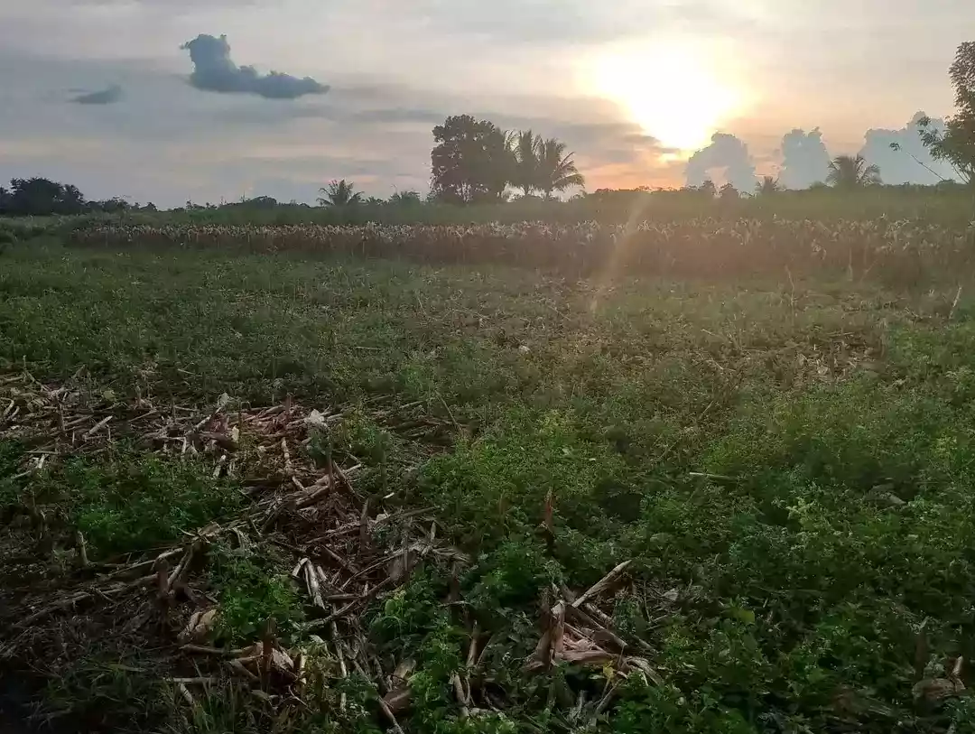 For Sale: 6,112 sqm Commercial Lot in San Nicolas, Don Carlos, Bukidnon – Near Airport - photo 5