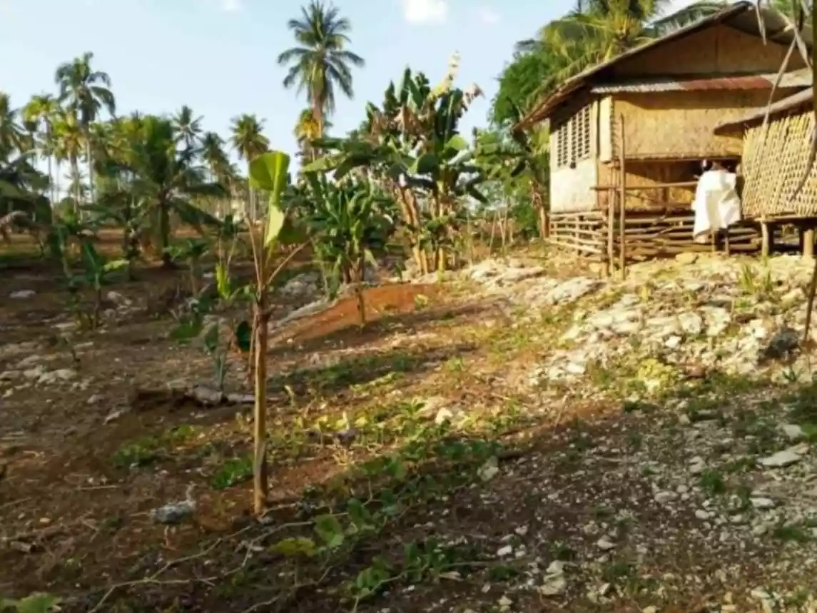 Perfect Farm Lot in Quezon, Palawan - photo 4