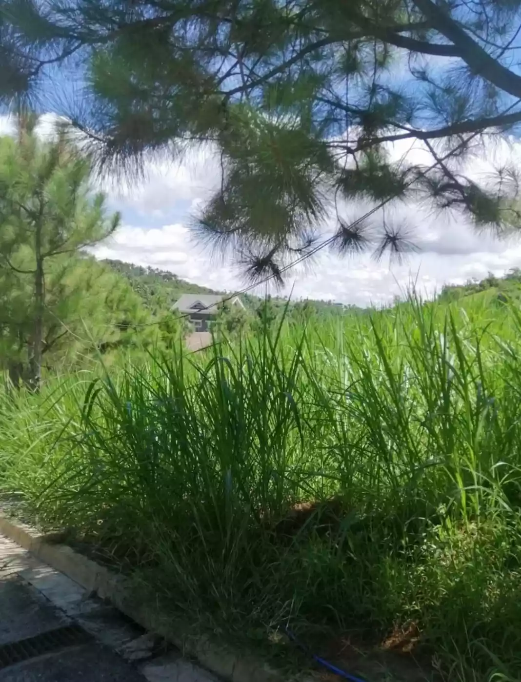 LOW PRICE PRIME CORNER RESIDENTIAL LOT INSIDE CROSSWINDS TAGAYTAY - photo 7