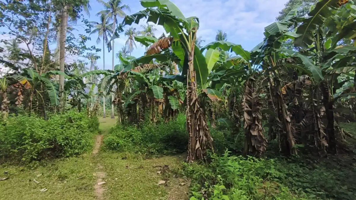 Farm Land for SALE! - photo 5