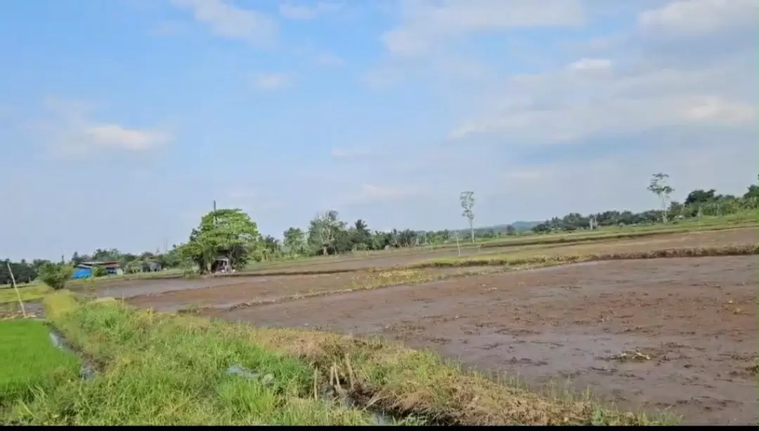 Agricultural Land Irrigated Rice Fields in Calinan, Davao City Davao Region for Sale - photo 2