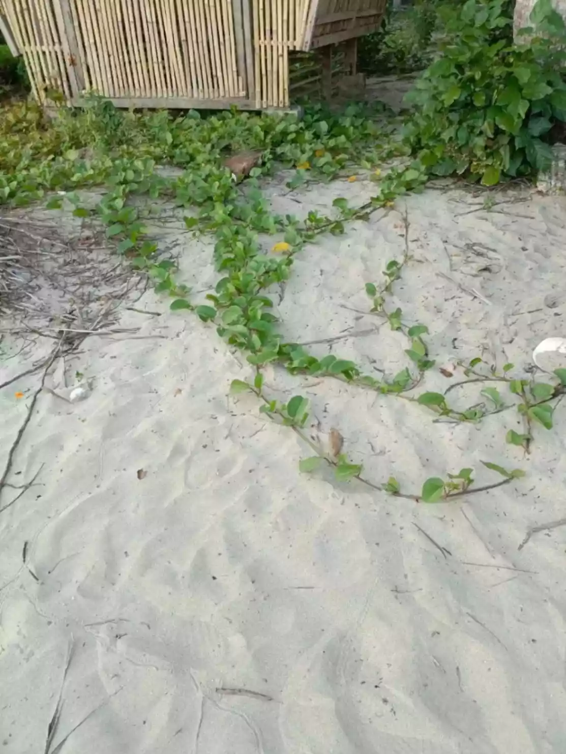 LOT FOR SALE IN PANGLAO BOHOL, PHILIPPINES - photo 4