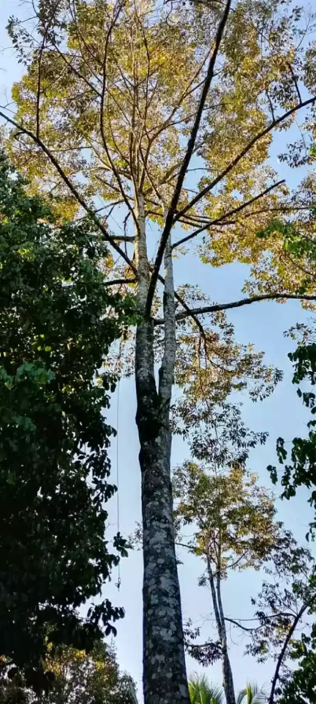 For Sale: Prime Farm Lot in Tagakpan, Davao City – Concrete Fence, Road Frontage - photo 5