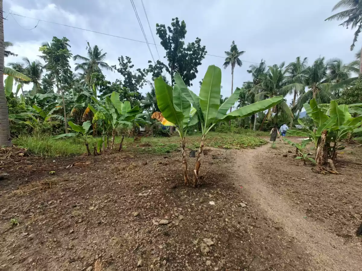 1,768 SQM FLAT TERRAIN LOT FOR SALE SAIN DALAGUETE CEBU - photo 6