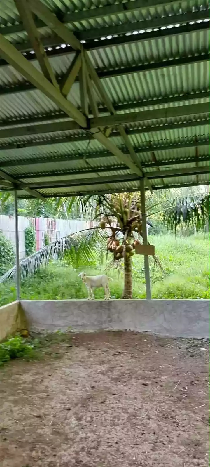 For Sale: Prime Farm Lot in Tagakpan, Davao City – Concrete Fence, Road Frontage - photo 3