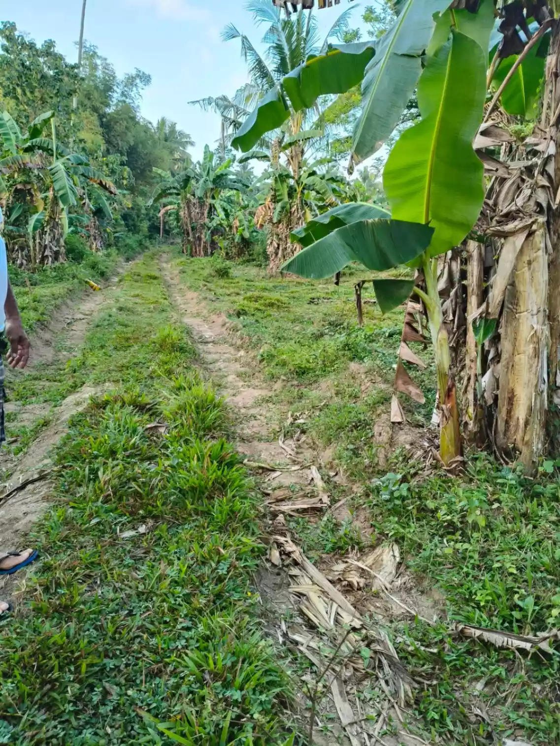 Farm Land for SALE! - photo 4