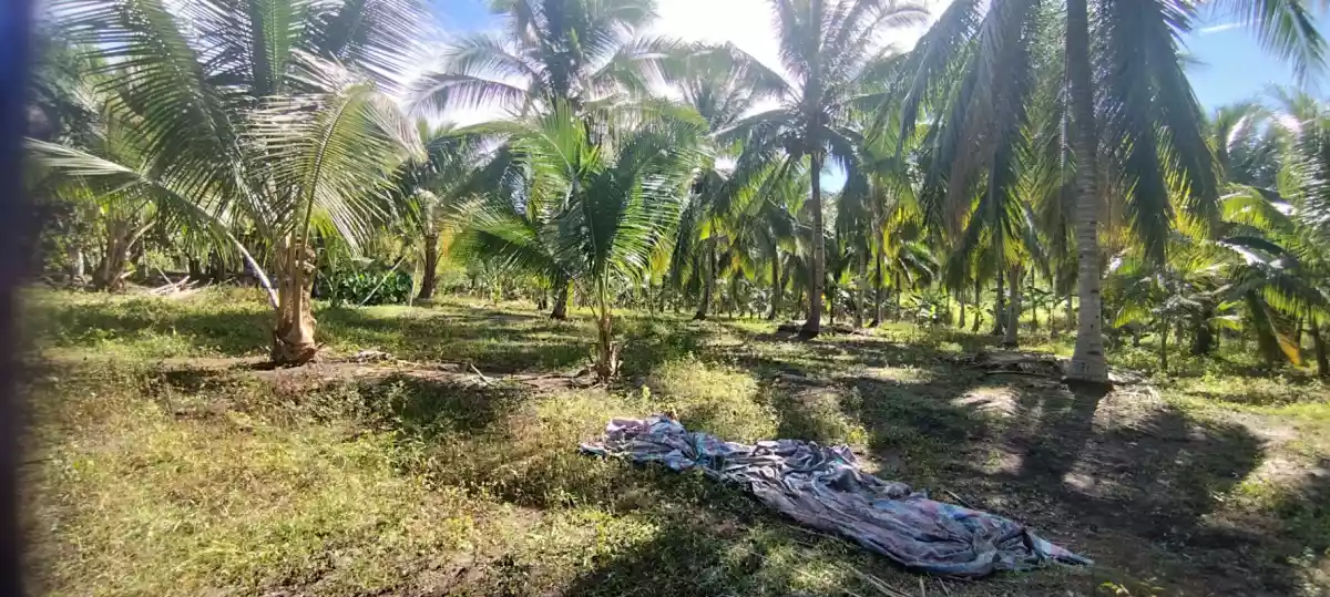 For Sale: Agricultural Lot in Conel, Gen. Santos City — 45987 sqm — Agricultural Lot in Gen. Santos City, South Cotabato, 9500 — Photo 4