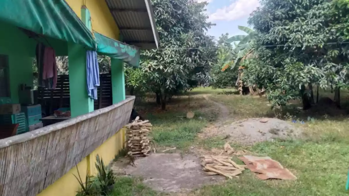 AMAZING BATANGAS FARM LOT WITH FRUIT BEARING TREES FOR SALE - photo 6