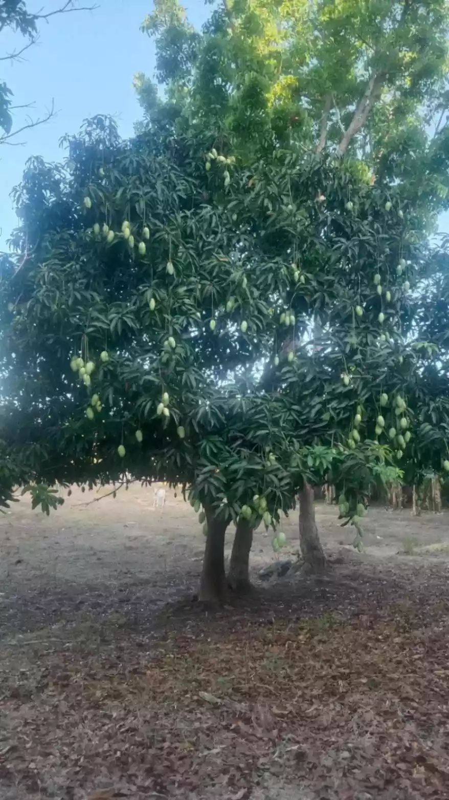 AMAZING BATANGAS FARM LOT WITH FRUIT BEARING TREES FOR SALE - photo 4