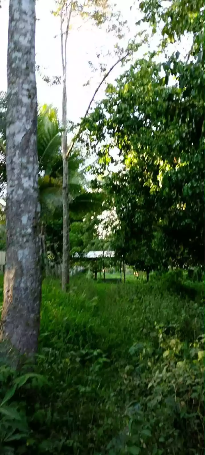 For Sale: Prime Farm Lot in Tagakpan, Davao City – Concrete Fence, Road Frontage - photo 2