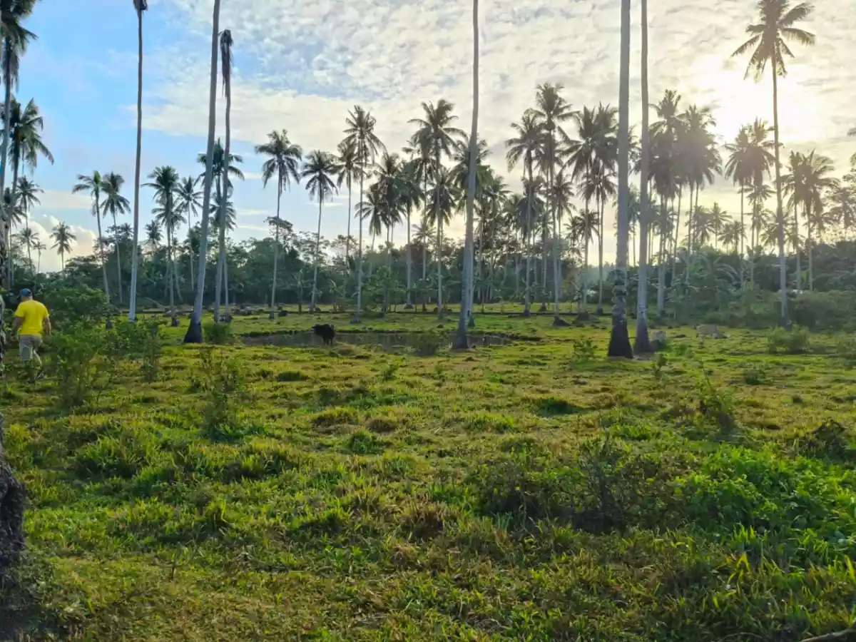 Farm Land for SALE! - photo 2