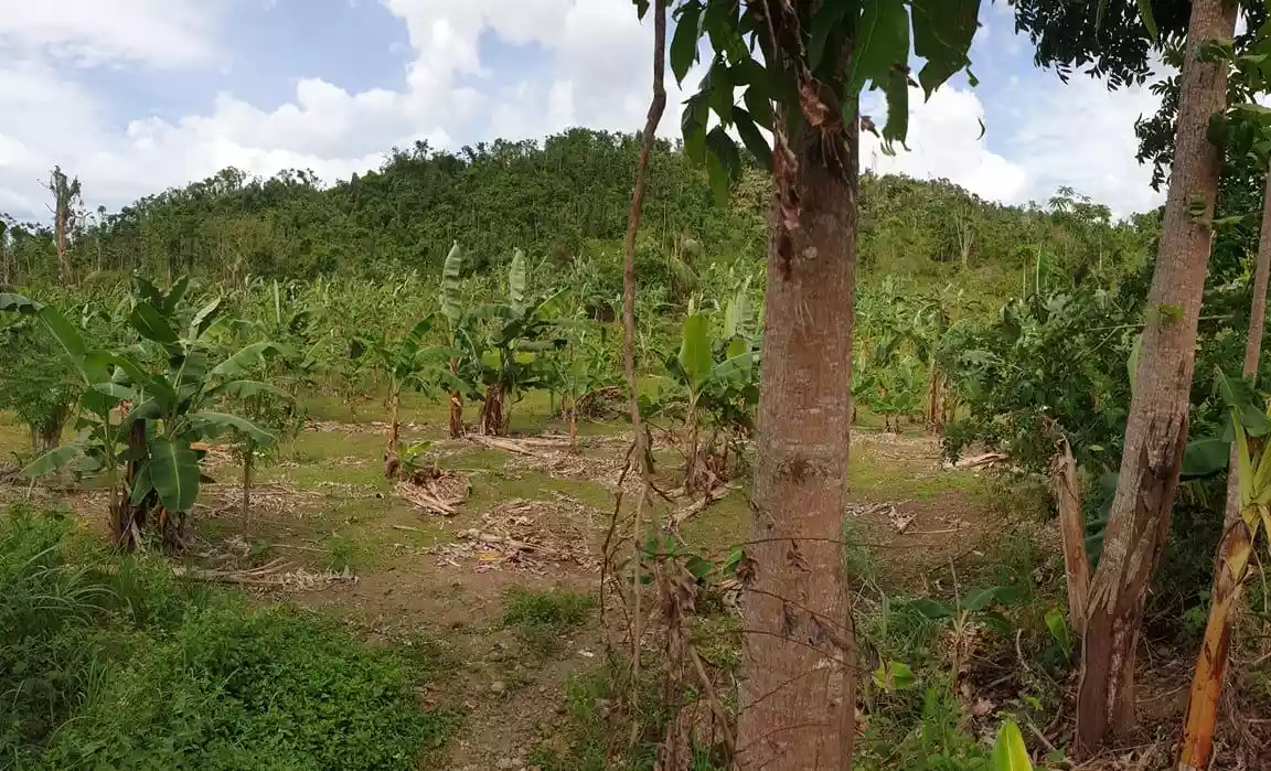 Agricultural Lot in Toledo - photo 5