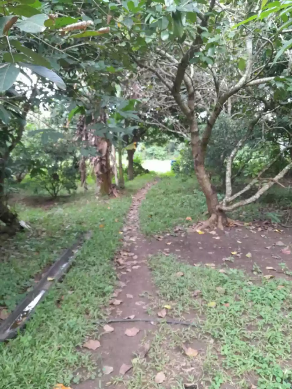 AMAZING BATANGAS FARM LOT WITH FRUIT BEARING TREES FOR SALE - photo 2