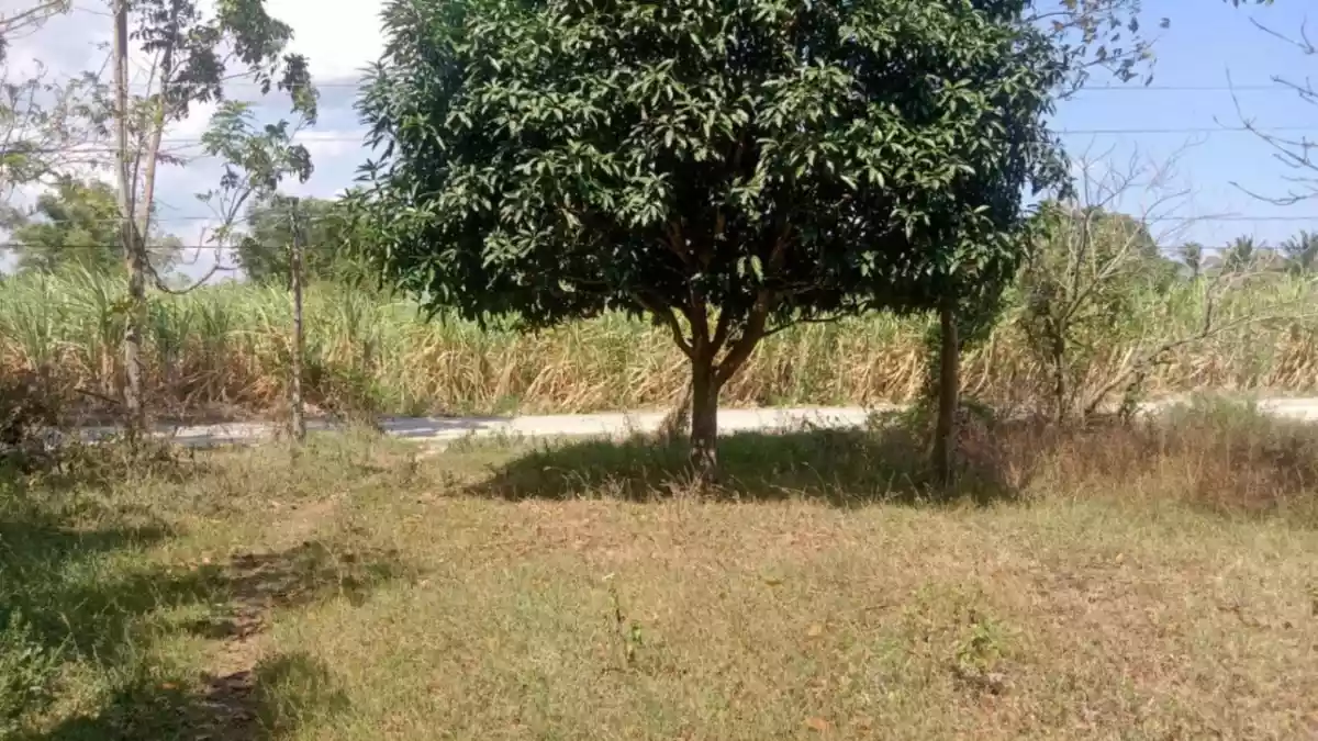 AMAZING BATANGAS FARM LOT WITH FRUIT BEARING TREES FOR SALE - photo 7