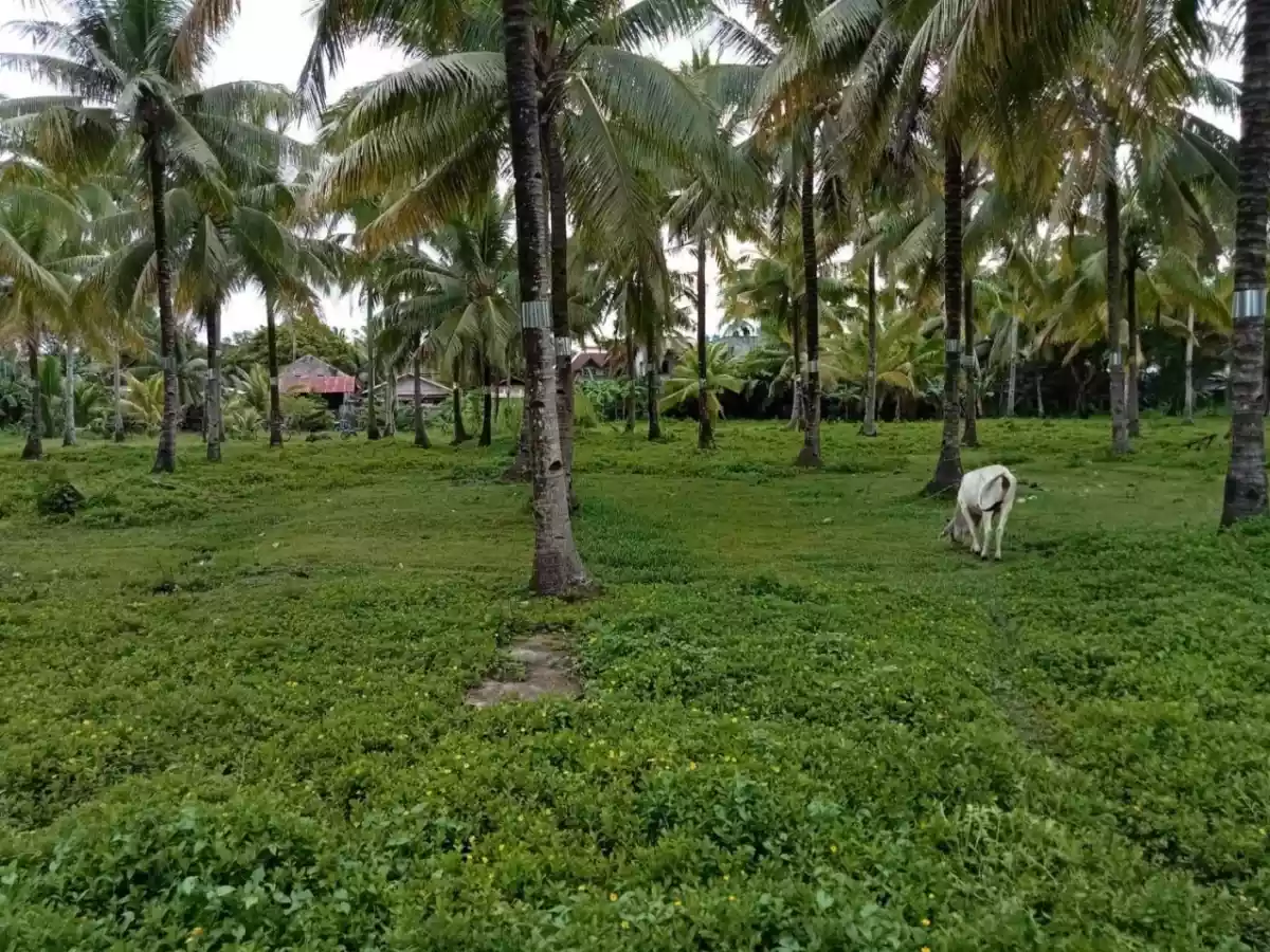 LOT 520 for Sale - photo 2