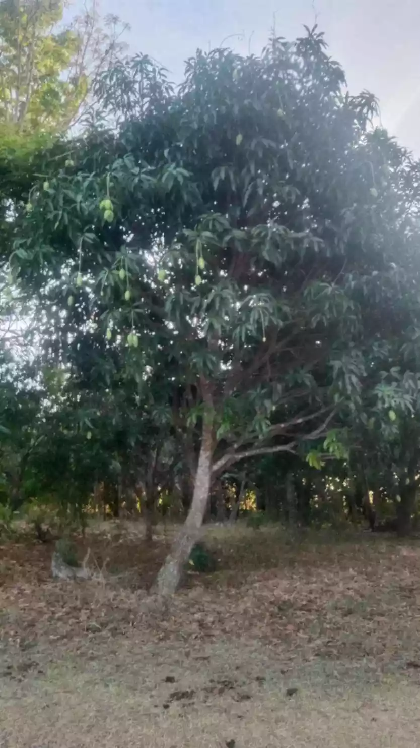 AMAZING BATANGAS FARM LOT WITH FRUIT BEARING TREES FOR SALE - photo 5