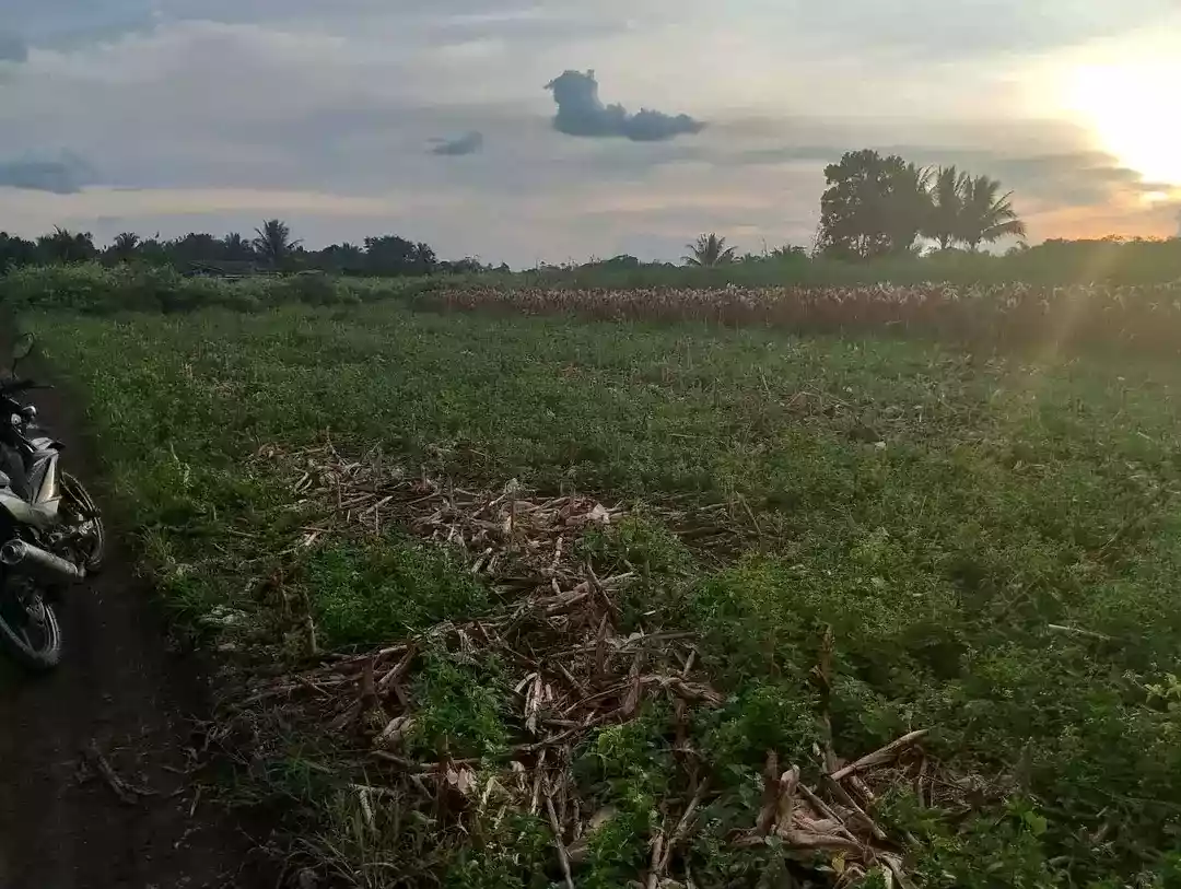 For Sale: 6,112 sqm Commercial Lot in San Nicolas, Don Carlos, Bukidnon – Near Airport - photo 4