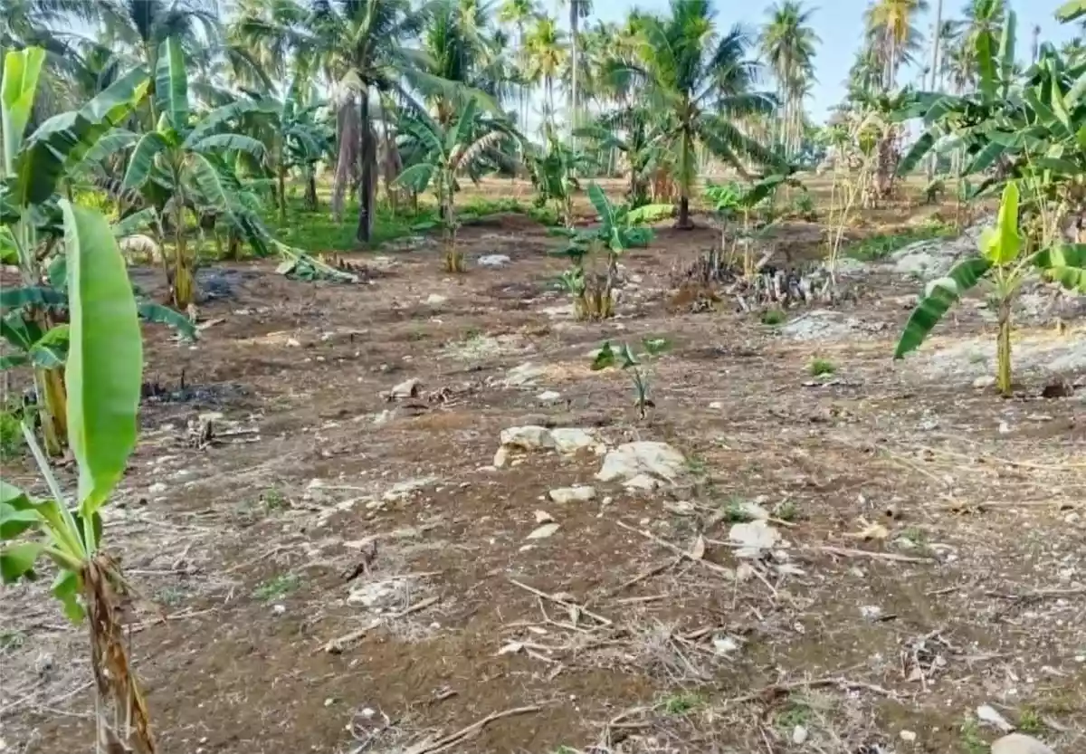 Perfect Farm Lot in Quezon, Palawan - photo 2