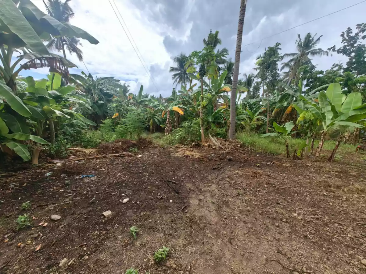 1,768 SQM FLAT TERRAIN LOT FOR SALE SAIN DALAGUETE CEBU - photo 5