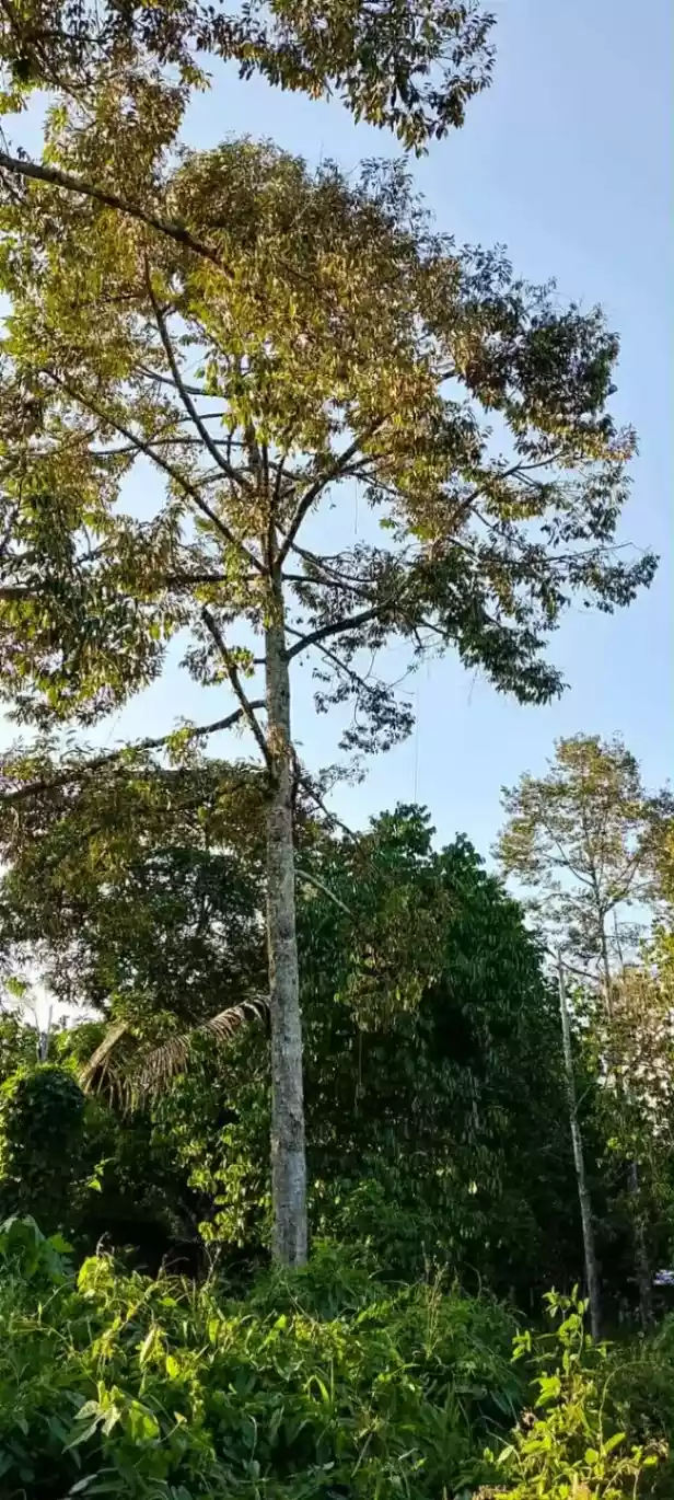 For Sale: Prime Farm Lot in Tagakpan, Davao City – Concrete Fence, Road Frontage - photo 4