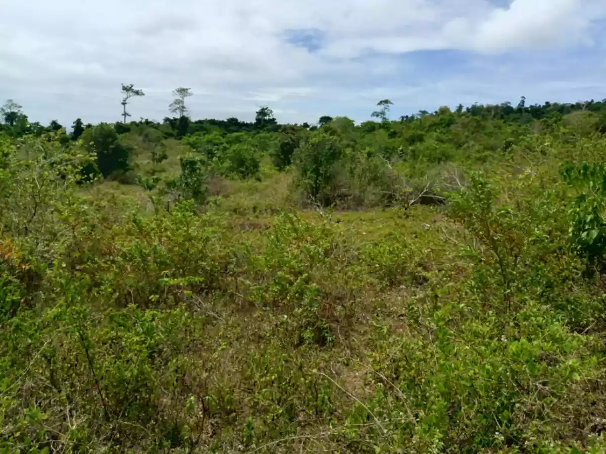 2,600 sqm inner lot for sale in Lazi, Siquijor - photo 5