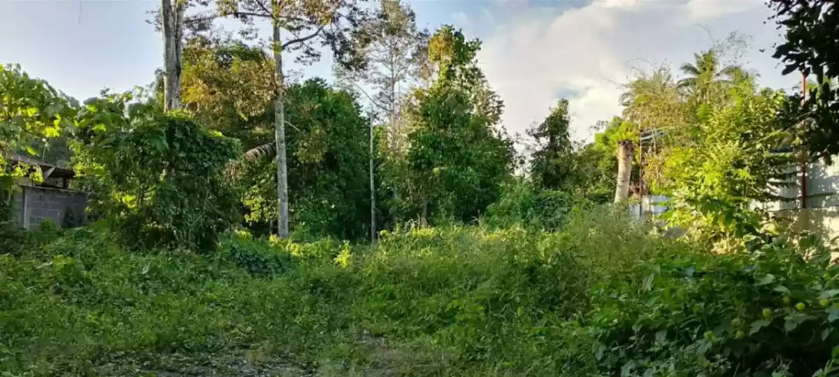 For Sale: Prime Farm Lot in Tagakpan, Davao City – Concrete Fence, Road Frontage - photo 7