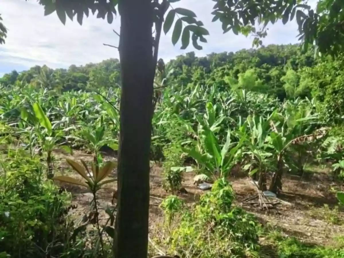 Agricultural Lot in Toledo - photo 3
