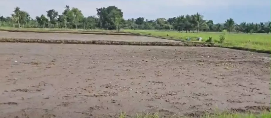 Agricultural Land Irrigated Rice Fields in Calinan, Davao City Davao Region for Sale - photo 4