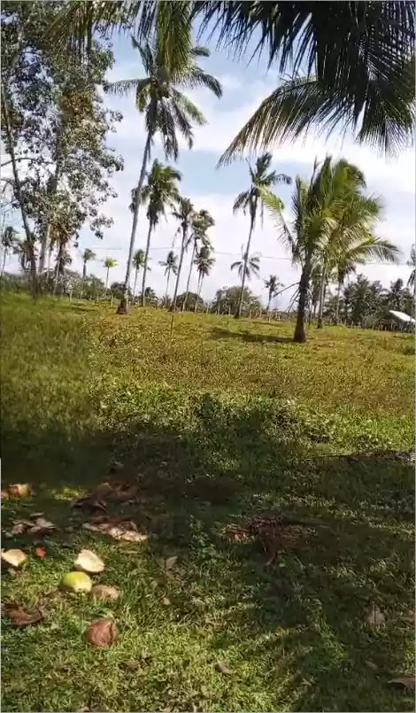 Perfect Farm Lot in Quezon, Palawan - photo 3