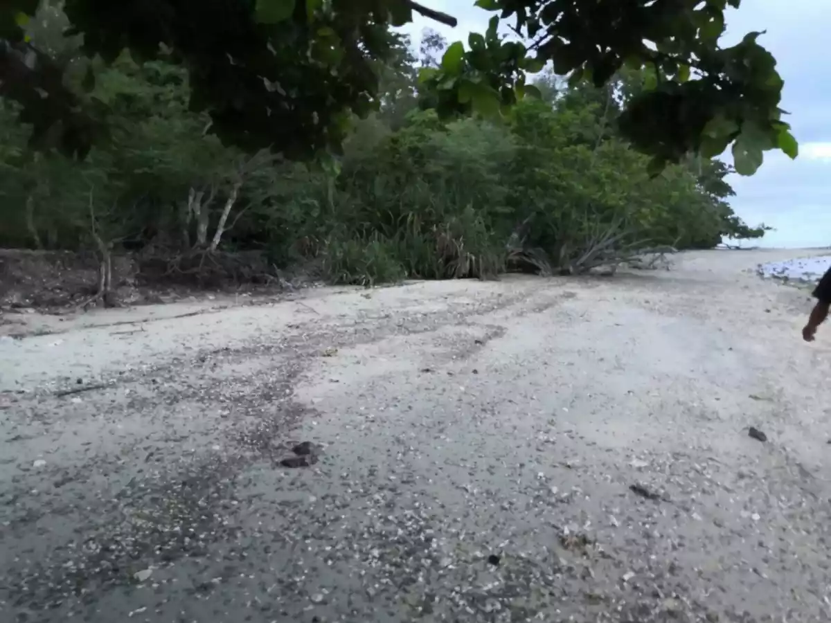 For Sale: Beach Lot in Binduyan, Puerto Princesa City — 6000 sqm — Beach Lot in Puerto Princesa City, Palawan, 5300 — Photo 5