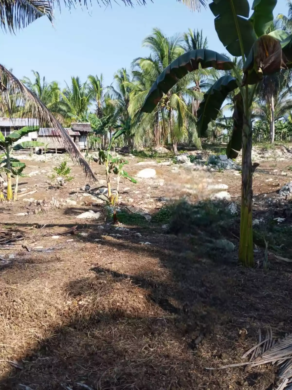 Perfect Farm Lot in Quezon, Palawan - photo 7