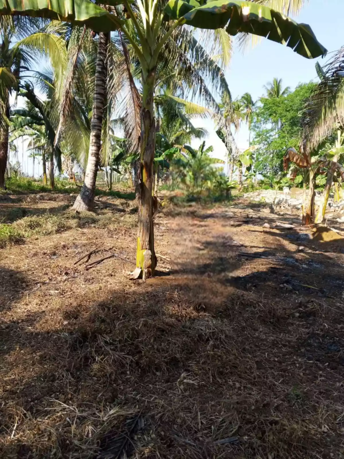 Perfect Farm Lot in Quezon, Palawan - photo 6