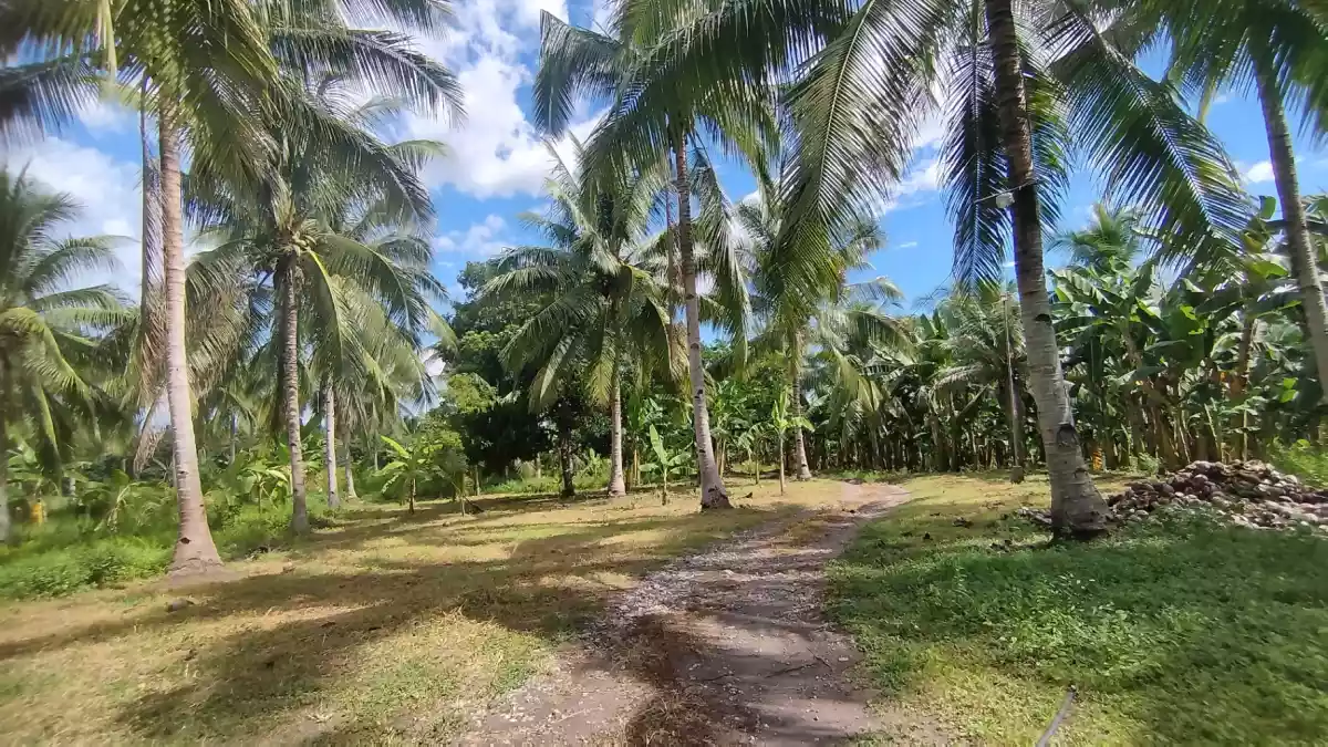 For Sale: Agricultural Lot in Conel, Gen. Santos City — 45987 sqm — Agricultural Lot in Gen. Santos City, South Cotabato, 9500 — Photo 5