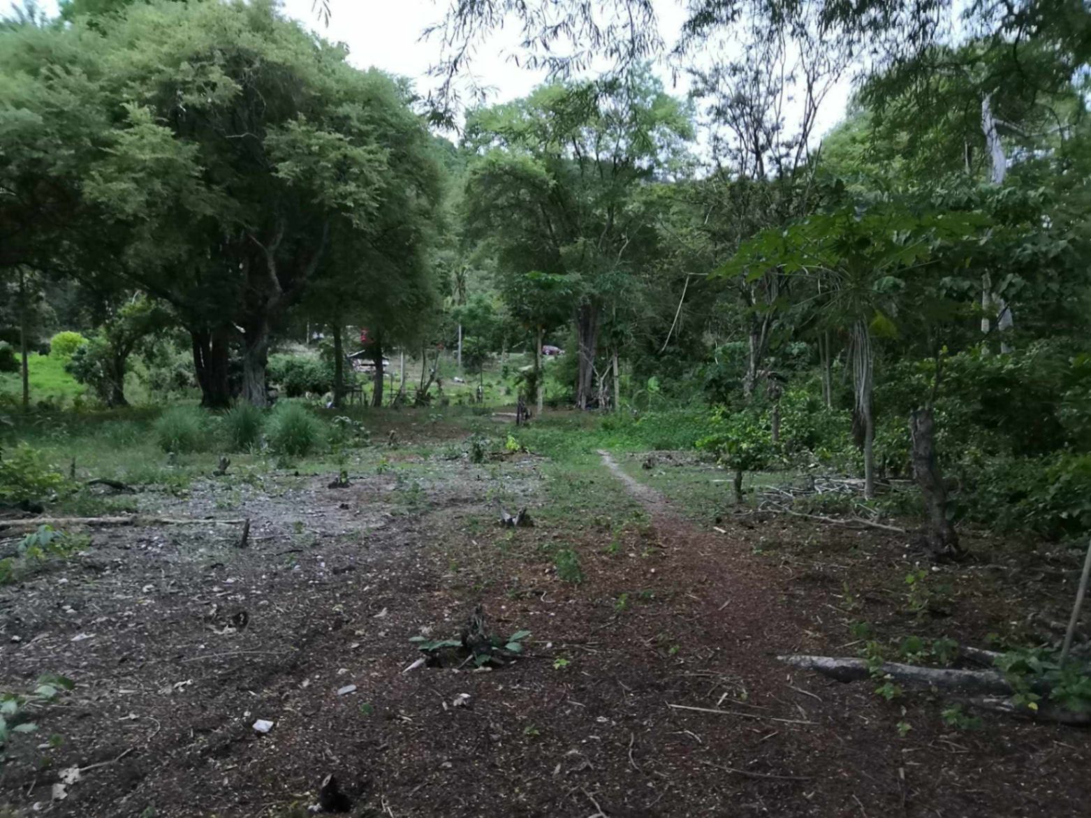 Prime Beachfront Lot Along National Highway for SALE - photo 4