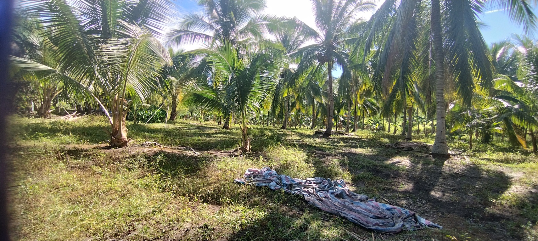 Farm Lot For Sale in General Santos City Soccsksargen near Leyson Park, NGCP and Hill VI - photo 3