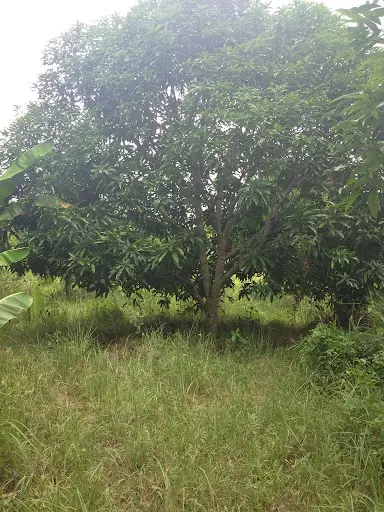 FARM LOT IN BARILI FOR SALE — Agricultural Lot in Cebu, Philippines — Photo 6