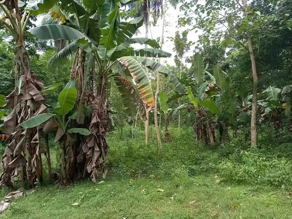 Residential Lot For Sale — Residential Lot in Dauis, Bohol, Philippines — Photo 3