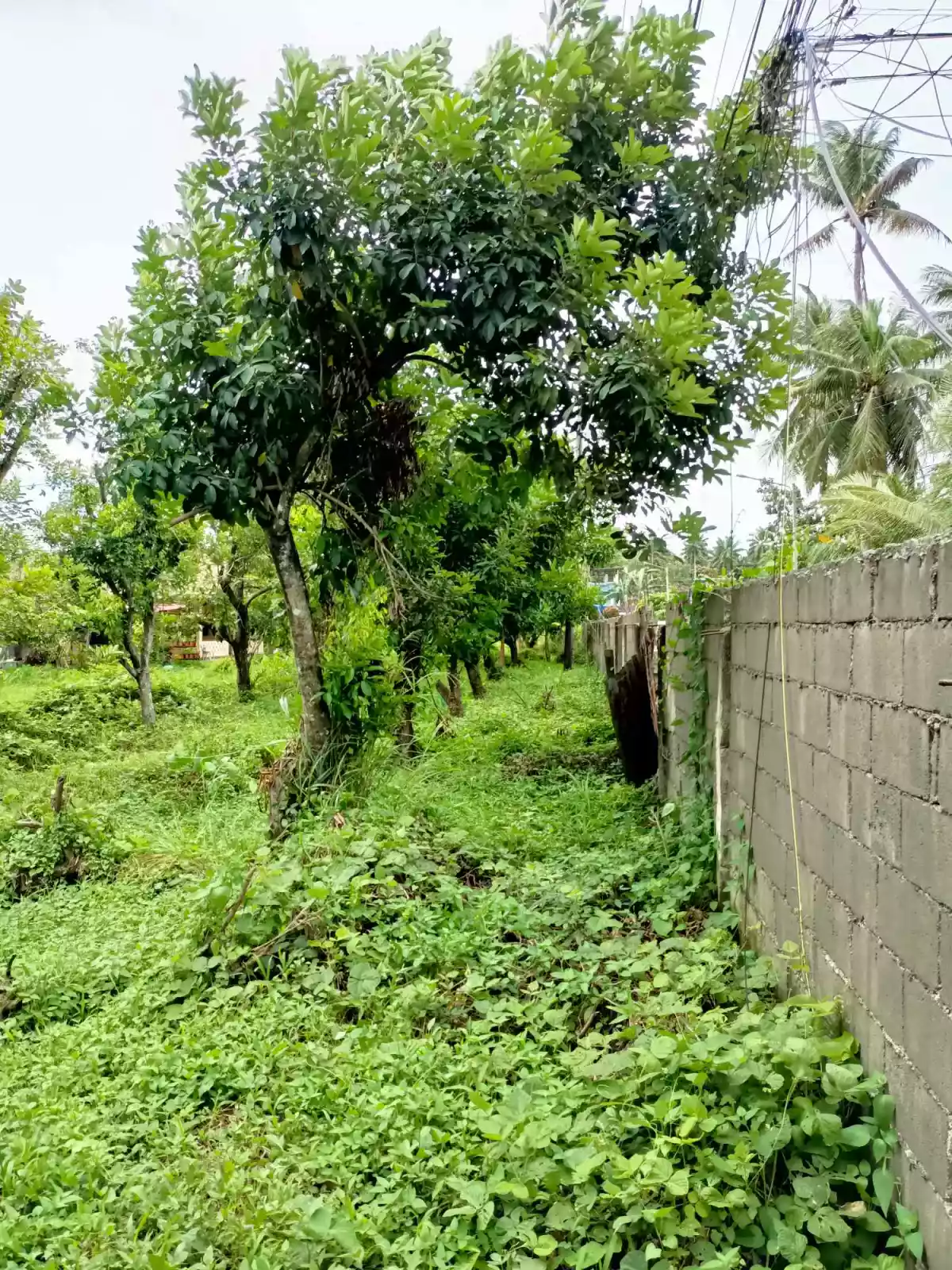 10398 sqm COMMERCIAL LOT IN MABINI ST, MAGUGPO SOUTH, TAGUM CITY - photo 5