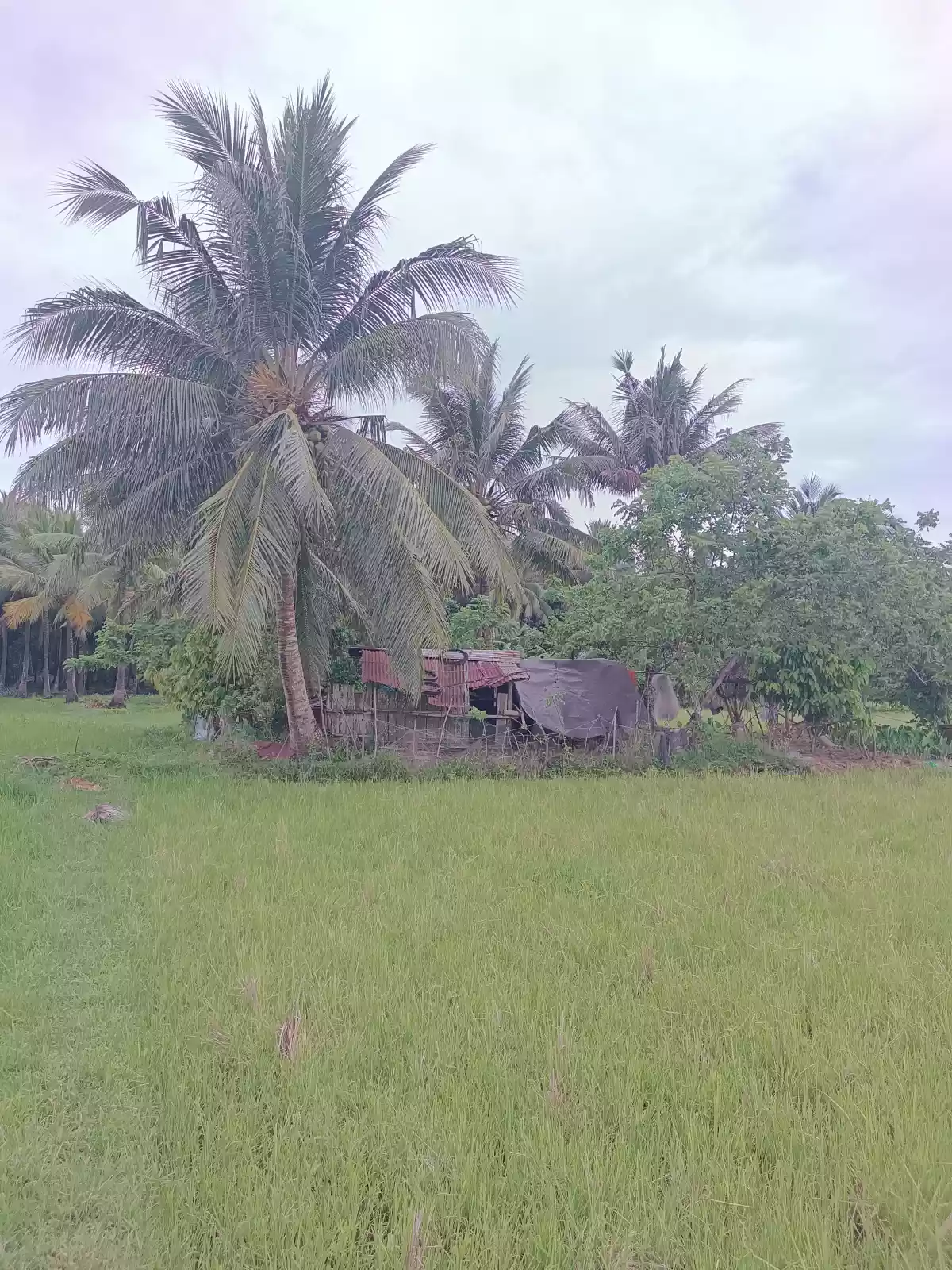 Rice Land For Sale located in Brgy. Kulawit Atimonan Quezon 6,257sqm  - photo 7
