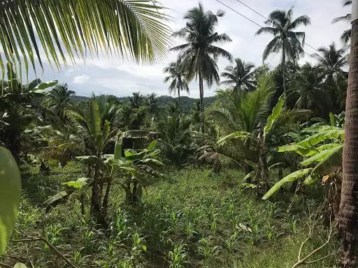 Lot only - photo 5