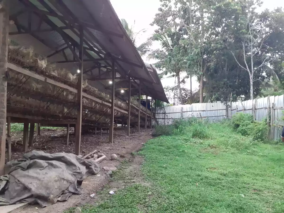 Poultry for sale — BPO in Cagayan de Oro, Misamis Oriental, Philippines — Photo 3
