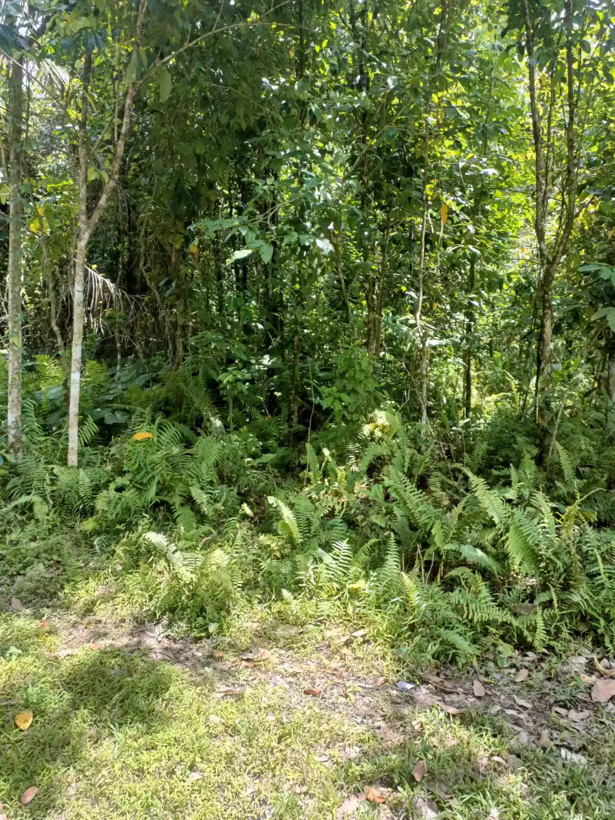 AGRICULTURAL LOT FOR SALE