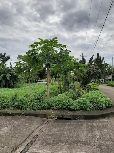 Corner Lot in Golden Meadows