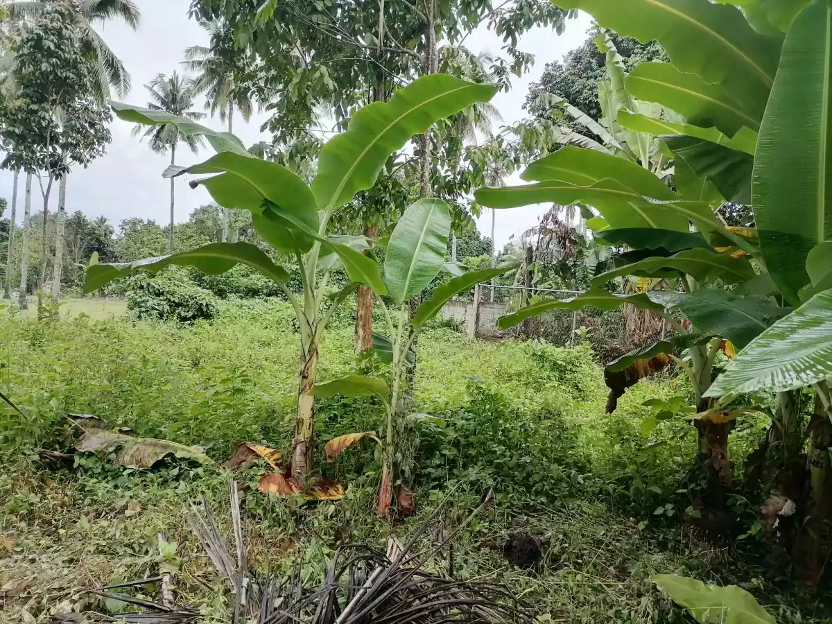 Residential Lot for Sale — Residential Lot in Valencia, Negros Oriental, Philippines — Photo 3